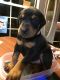 Doberman Pinscher Puppies for sale in Oil City, PA 16301, USA. price: NA