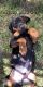 Doberman Pinscher Puppies for sale in Lawrence, NE 68957, USA. price: $1,200