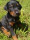 Doberman Pinscher Puppies for sale in Morganton, NC 28655, USA. price: NA