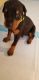 Doberman Pinscher Puppies for sale in St. Albans, Queens, NY, USA. price: NA