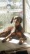 Doberman Pinscher Puppies for sale in Fresno, CA, USA. price: NA