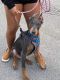 Doberman Pinscher Puppies for sale in Bristol, TN, USA. price: NA