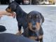 Doberman Pinscher Puppies for sale in Reseda, Los Angeles, CA, USA. price: NA