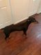 Doberman Pinscher Puppies for sale in Emmons Ave, Brooklyn, NY 11235, USA. price: $1,000