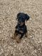 Doberman Pinscher Puppies for sale in Mill Creek, WA 98012, USA. price: NA