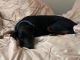 Doberman Pinscher Puppies for sale in Chapel Hill, NC, USA. price: $550