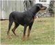 Doberman Pinscher Puppies for sale in Winsted, Winchester, CT 06098, USA. price: NA