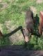 Doberman Pinscher Puppies for sale in Muskegon, MI, USA. price: NA
