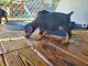 Doberman Pinscher Puppies for sale in Graham, NC, USA. price: NA