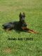 Doberman Pinscher Puppies for sale in Baton Rouge, LA, USA. price: NA