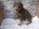 Doberman Pinscher Puppies for sale in Valley Center, KS, USA. price: NA
