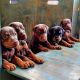 Doberman Pinscher Puppies for sale in Las Vegas, NV, USA. price: $900
