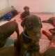 Doberman Pinscher Puppies for sale in Independence, OH, USA. price: $920