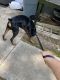 Doberman Pinscher Puppies for sale in Baltimore, MD, USA. price: $1,000