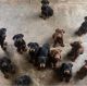 Doberman Pinscher Puppies for sale in Baltimore, MD, USA. price: $1,200