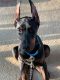 Doberman Pinscher Puppies for sale in Naperville, IL, USA. price: NA