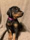 Doberman Pinscher Puppies for sale in Franklinton, LA 70438, USA. price: $550