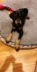 Doberman Pinscher Puppies for sale in Willowbrook, IL 60527, USA. price: $1,600