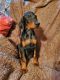 Doberman Pinscher Puppies for sale in Nocona, TX 76255, USA. price: $600