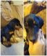 Doberman Pinscher Puppies for sale in Shady Valley, TN 37688, USA. price: NA