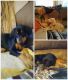 Doberman Pinscher Puppies for sale in Shady Valley, TN 37688, USA. price: $1,500