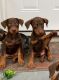 Doberman Pinscher Puppies for sale in West Hollywood, CA 90048, USA. price: NA