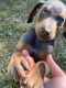 Doberman Pinscher Puppies for sale in Terre Haute, IN, USA. price: NA