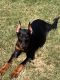 Doberman Pinscher Puppies for sale in Opelika, AL 36801, USA. price: NA