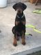 Doberman Pinscher Puppies for sale in Pico Rivera, CA 90660, USA. price: NA