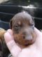 Doberman Pinscher Puppies for sale in Andover, KS, USA. price: NA