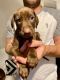 Doberman Pinscher Puppies for sale in Hillsborough Township, NJ 08844, USA. price: $800