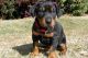 Doberman Pinscher Puppies for sale in Hyderpally, Telangana 505529, India. price: 2000 INR