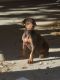 Doberman Pinscher Puppies for sale in Cathedral City, CA 92234, USA. price: NA