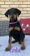 Doberman Pinscher Puppies for sale in Westminster, CO, USA. price: NA