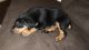 Doberman Pinscher Puppies for sale in Gallatin, TN 37066, USA. price: NA