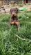 Doberman Pinscher Puppies for sale in Thornton, CO 80602, USA. price: NA