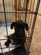 Doberman Pinscher Puppies for sale in Renton, WA, USA. price: NA