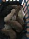 Doberman Pinscher Puppies for sale in Palatka, FL 32177, USA. price: $850
