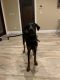 Doberman Pinscher Puppies for sale in Huntington, NY 11743, USA. price: NA