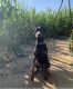 Doberman Pinscher Puppies for sale in Huntington, NY, USA. price: NA