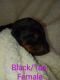 Doberman Pinscher Puppies for sale in Hinton, WV 25951, USA. price: NA
