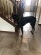 Doberman Pinscher Puppies for sale in Stanwood, WA 98292, USA. price: $300