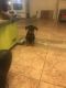 Doberman Pinscher Puppies for sale in Spring Valley, CA, USA. price: NA