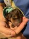 Doberman Pinscher Puppies for sale in Oakland, CA, USA. price: $1,600