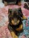 Doberman Pinscher Puppies for sale in Elgin, IL 60124, USA. price: NA