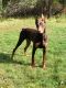 Doberman Pinscher Puppies for sale in Sag Harbor, NY 11963, USA. price: NA