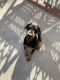 Doberman Pinscher Puppies for sale in Riverside, CA, USA. price: $700