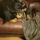 Doberman Pinscher Puppies for sale in Boonsboro, MD 21713, USA. price: $1