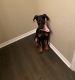 Doberman Pinscher Puppies for sale in Riverview, FL, USA. price: NA
