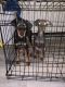 Doberman Pinscher Puppies for sale in Greensboro, NC, USA. price: NA